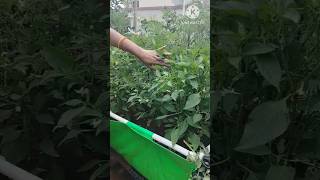 Chilli plant in grow bag terracefarming gardening youtubeshorts [upl. by Alix]