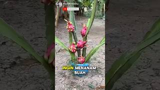 Unbelievable How to Grow Dragon Fruit Plants at Home Easily🏕🌳 Part 01 🌍 shorts short unique [upl. by Landa]