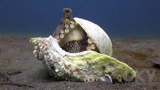 Coconut octopus using shells [upl. by Dami]