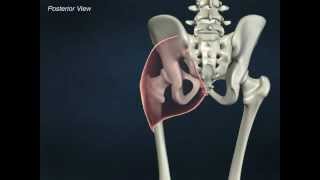 Gluteus Maximus  Anatomy Online Course [upl. by Haidabej]