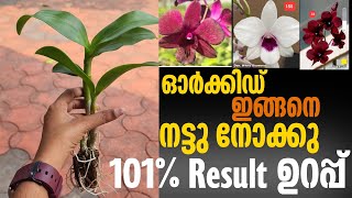 Dendrobium seedlings poting amp caring correct method  Dendrobium combo offer [upl. by Yvan]