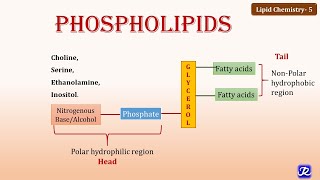 5 Phospholipids  Lipid Chemistry 5  Biochemistry  NJOY Biochemistry [upl. by Lipfert]