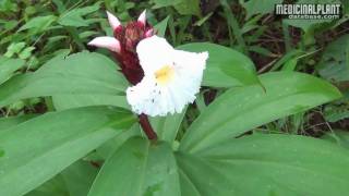 Costus speciosus [upl. by Kopp]