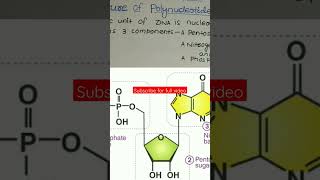 Structure of Polynucleotide [upl. by Akemeuwkuhc]