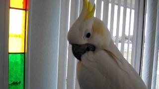 Talking Sulphur Crested Cockatoo [upl. by Goto]