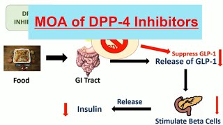 DPP 4 Inhibitors amp Their mechanism of action in Hindi  Teneligliptin  Vildagliptin [upl. by Newton]