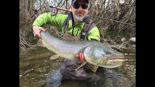 Big Marble Trout [upl. by Harwin]