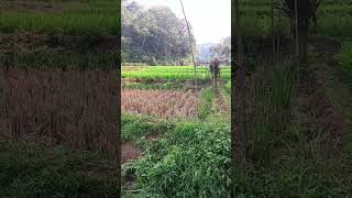 Pemangan di perkampunga sawah lagi hijosawah indahnya [upl. by Cired]