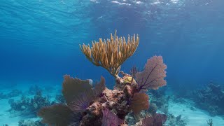 Coral Reefs  The Lungs Of Our Planet [upl. by Gelb]