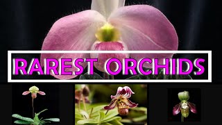 10 Rarest Orchids in the World [upl. by Amerigo]