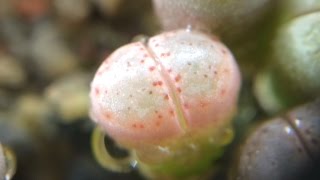 Lithops julii v fulleri C171 7 Months Old [upl. by Naman]