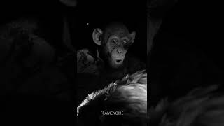 When Bad Ape says quotOh Noquot  War for the Planet of the Apes [upl. by Ramat]