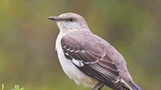 Northern Mockingbird [upl. by Oicam]