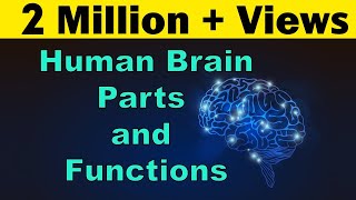 Human Brain  Parts amp Functions  Cerebrum amp Cerebellum  Biology  LetsTute [upl. by Gabrila]