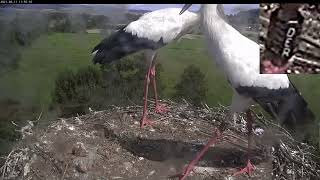 Storchennest LindheimMigration von Störchen Storch mit Ring20210811 [upl. by Gould768]