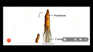 Hemichordata PhylumClassification Of Hemichordata Phylum With ExamplesNon Chordata [upl. by Joy]