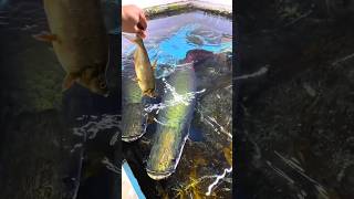 arapaima food hunting style  fresh water monster fish arapima rivermonster hobbyspot [upl. by Arahsal314]