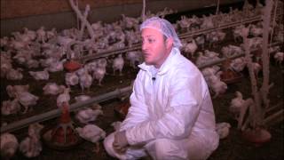 Antibiotic Use in the Poultry Industry [upl. by Treblah75]