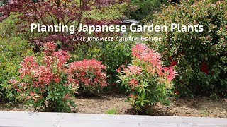 Planting Japanese Andromeda Holly Laurel and a Red Pine  Our Japanese Garden Escape [upl. by Aneeled]