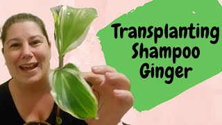 Transplanting Shampoo Ginger  Update on Variegated Awapuhi Shampoo Ginger Plants [upl. by Zingale300]