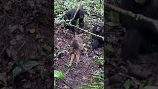 BRUTAL CHIMPANZEES OF MAHALE [upl. by Noleta166]