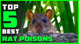 Top 5 Best Rat Poisons Review in 2024  See This Before You Buy [upl. by Adelbert]