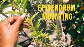 EPIDENDRUM MOUNITING propagation orchid orchidgardeningdays [upl. by Appleby]