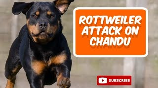 Rottweiler attack on chandu  Rottweiler Attack 😭🐕‍🦺😱😭 vlog dailyvlog trending dogwalking [upl. by Isabelita]