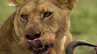 Natgeo Wild Predator Fail SeekampDestroy National Geographic [upl. by Shields491]