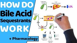 How do Bile Acid Sequestrants Work  Pharmacology [upl. by Dijam]