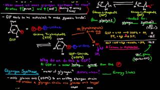 Glycogen Part 2 of 4  Glycogen Synthesis [upl. by Quirk]