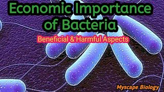 Economic Importance of Bacteria  BSMSBotany  Urdu amp Hindi [upl. by Vivyan477]