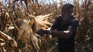 Interview with Paul Mapfumo University of Zimbabwe at the Agroecology Symposium [upl. by Shani822]