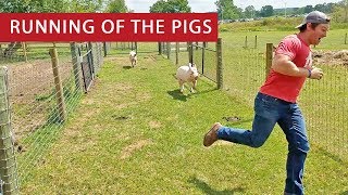 Running of the Pigs [upl. by Rufina355]