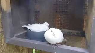 Breeding Ringneck Doves [upl. by Minton]