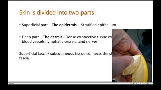 Layers of the skin and how superficial fascia attaches it to deep fascia [upl. by Aglo]