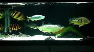 Predatory Fish Community 09042012 Easter Update [upl. by Aicinoid183]