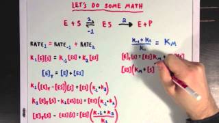 Steady States and the Michaelis Menten Equation [upl. by Derrej]