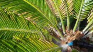 How to Save Your Sago Palm [upl. by Munmro]