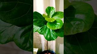 Best Plants for indoors plants shorts indoorplants [upl. by Nattie]