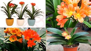 clivia plant care  clivia plant care indoors  clivia plant propogation [upl. by Sikko336]