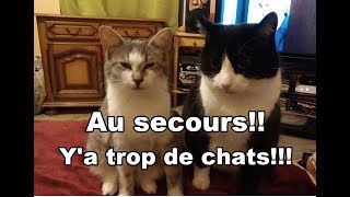 Au secours Ya trop de chats [upl. by Marj301]