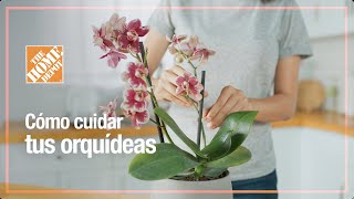 Cómo cuidar tus orquídeas  Jardinería  The Home Depot Mx [upl. by Teevens]