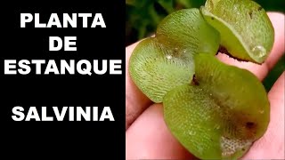 Salvinia molestaPlanta de estanque [upl. by Anaher]