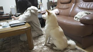 お姉ちゃんに遊んでほしかった柴犬がとった行動に心打たれました…【感動】 [upl. by Aicetel]