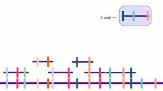 How to Sequence a Genome 2 Building Libraries [upl. by Descombes42]