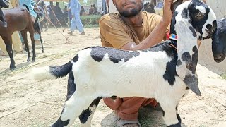 sahiwal Bakra TV sahiwal mandi update betal betal bakriyan aur bacche [upl. by Alon656]