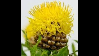 How to collect Lemon Fluff Centaurea macrocephala Flower Seed [upl. by Enohsal]