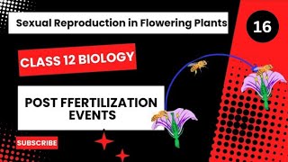 Post Fertilization Events  Class 12  Sexual Reproduction in Flowering Plants  Dhimans Biology [upl. by Brinkema497]