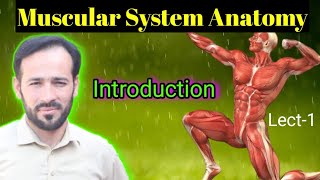 01 Muscular Tissue  Structure of skeletal Muscles  Functions of Muscles  Types of Muscles [upl. by Ativahs]